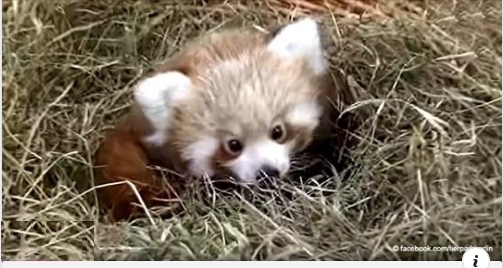 Kleiner roter Panda im Tierpark Berlin geboren